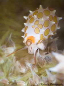 Cowrie (Yellow) by Kelvin H.y. Tan 